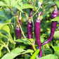 50 PURPLE CAYENNE PEPPER Hot Capsicum Annuum Vegetable Seeds