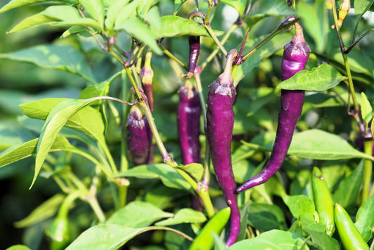 50 PURPLE CAYENNE PEPPER Hot Capsicum Annuum Vegetable Seeds