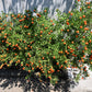 25 JERUSALEM CHERRY Madeira Winter Solanum Pseudocapsicum Flower Seeds