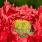 100 Red OASE PEONY POPPY Papaver Peoniflorum Double Flower Seeds