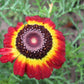 100 GERMAN FLAG DAISY Chrysanthemum Carinatum Tricolor Painted Red Yellow Black Flower Seeds