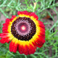 250 TRICOLOR PAINTED DAISY (Pyrenthrum Daisy) Chrysanthemum Carinatum Flower Seeds