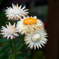 100 WHITE DOUBLE STRAWFLOWER Helichrysum Monstrosum Xerochrysum Bracteatum Flower Seeds