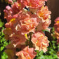 25 Double MADAME BUTTERFLY SNAPDRAGON Mixed Colors Antirrhinum Majus Flower Seeds