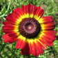 250 TRICOLOR PAINTED DAISY (Pyrenthrum Daisy) Chrysanthemum Carinatum Flower Seeds