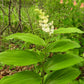 10 SOLOMON'S SPIKE White Western False Seal Maianthemum Racemosum Flower Seeds