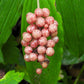 10 SOLOMON'S SPIKE White Western False Seal Maianthemum Racemosum Flower Seeds