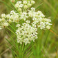 20 WHITE WORLED (Horesetail) MILKWEED Asclepias Verticillata Flower Seeds