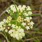 20 WHITE WORLED (Horesetail) MILKWEED Asclepias Verticillata Flower Seeds