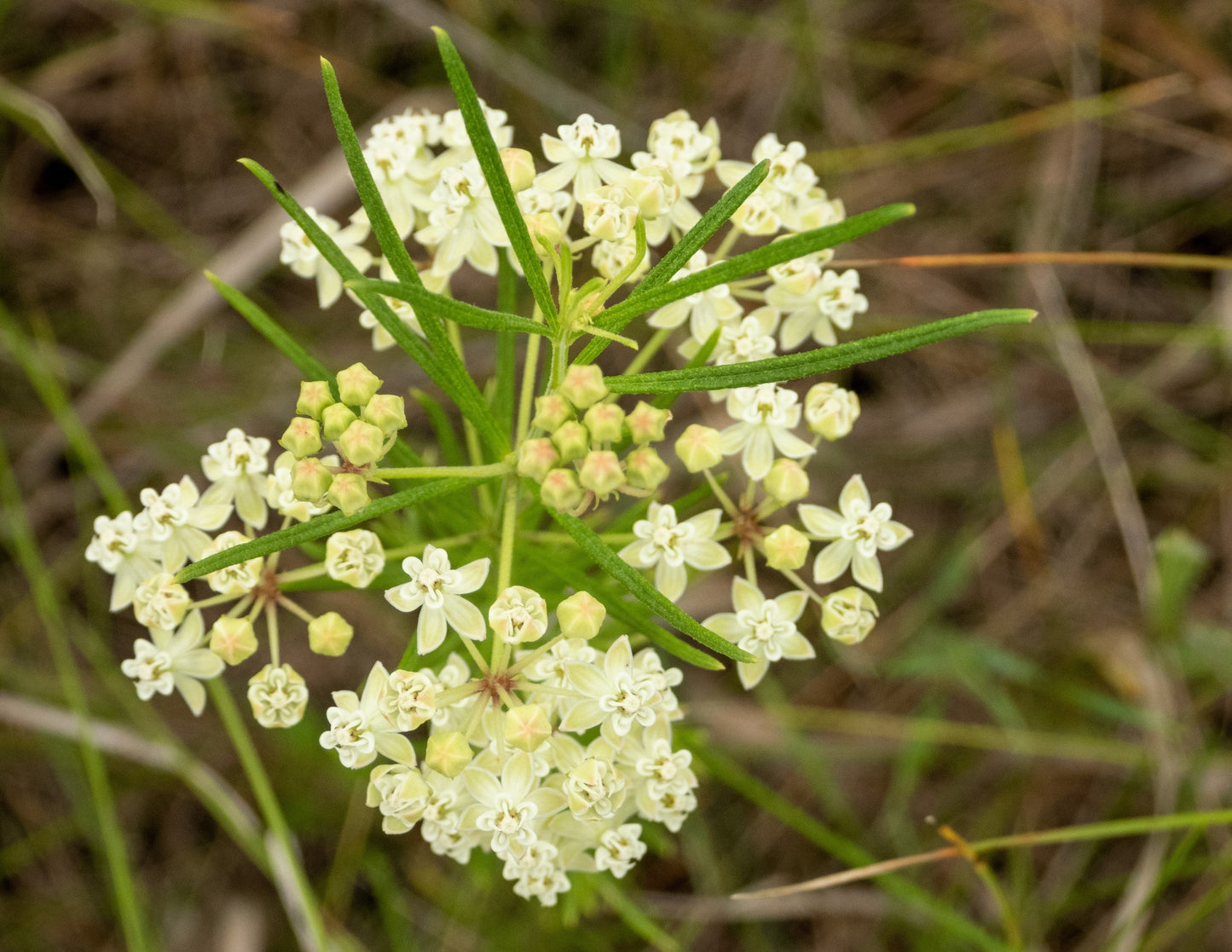 20 WHITE WORLED (Horesetail) MILKWEED Asclepias Verticillata Flower Seeds