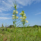 20 WHITE WORLED (Horesetail) MILKWEED Asclepias Verticillata Flower Seeds