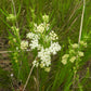 20 WHITE WORLED (Horesetail) MILKWEED Asclepias Verticillata Flower Seeds
