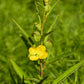 1000 Yellow SEEDBOX (Bushy Water Primrose / Rattlebox / False Loosestrife) Ludwigia Alternifolia Flower Seeds