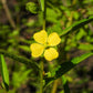 1000 Yellow SEEDBOX (Bushy Water Primrose / Rattlebox / False Loosestrife) Ludwigia Alternifolia Flower Seeds