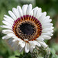 50 WHITE Zulu Prince CAPE DAISY Venidium Fastuosum Alba Flower Seeds