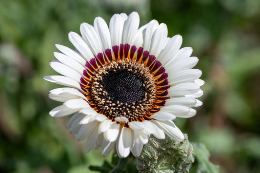 50 WHITE Zulu Prince CAPE DAISY Venidium Fastuosum Alba Flower Seeds
