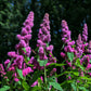 50 ROSE DOUGLAS SPIREA Pink Hardhack Steeple Bush Spiraea Douglasii Flower Shrub Seeds
