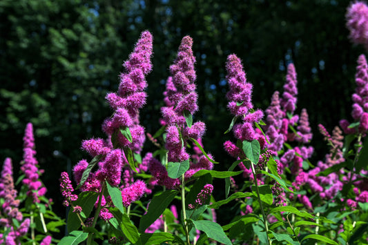 50 ROSE DOUGLAS SPIREA Pink Hardhack Steeple Bush Spiraea Douglasii Flower Shrub Seeds
