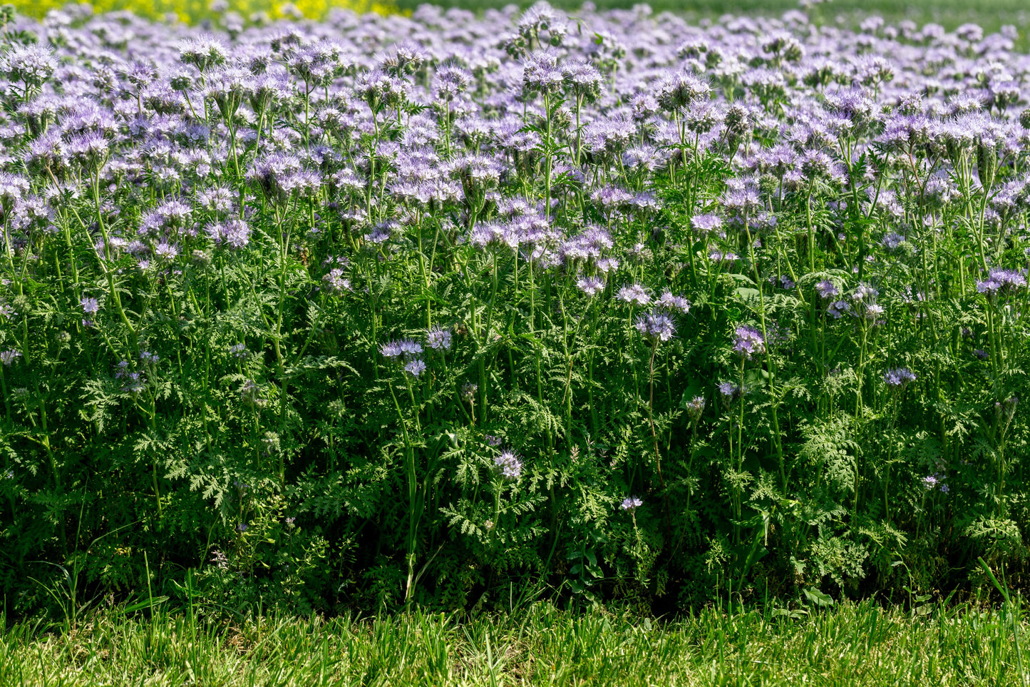 300 PURPLE TANSY Lacy Fiddleneck Phacelia Tanacetifolia Flower Seeds