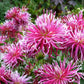 25 CACTUS DOUBLE DAHLIA Mix Variabilis Mixed Colors Hummingbird Flower Seeds