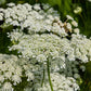 1500 SCARLET NANTES CARROT Daucus Carota Vegetable Seeds
