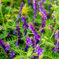 100 HAIRY CROWN VETCH (Russian Vetch) Vicia Villosa Flower Vine Seeds