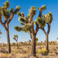 5 JOSHUA TREE Palm Tree Yucca Brevifolia White Flowers Cactus Succulent Seeds