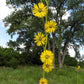 10 Yellow COMPASS PLANT Silphium Laciniatum Prairie Compassplant 4" Flower Seeds