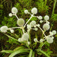 200 RATTLESNAKE MASTER / Button Snakeroot  Eryngium Yuccifolium Flower Seeds