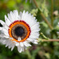 50 WHITE Zulu Prince CAPE DAISY Venidium Fastuosum Alba Flower Seeds