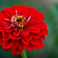 250 Red CHERRY QUEEN ZINNIA Elegans Flower Seeds