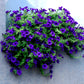 100 DWARF Alderman BLUE PETUNIA Nana Compacta Purple Flower Seeds
