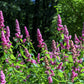 50 ROSE DOUGLAS SPIREA Pink Hardhack Steeple Bush Spiraea Douglasii Flower Shrub Seeds