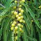 10 INDIAN GOOSEBERRY Phyllanthus Emblica Emblic Edible Fruit Tree Seeds