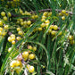 10 INDIAN GOOSEBERRY Phyllanthus Emblica Emblic Edible Fruit Tree Seeds