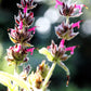 10 Organic California HUMMINGBIRD SAGE Salvia Spathacea Magenta Red Flower Herb Seeds