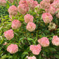 50 semillas de hortensia PEE GEE Paniculata Peegee, arbusto de flores blancas y rosadas en panícula