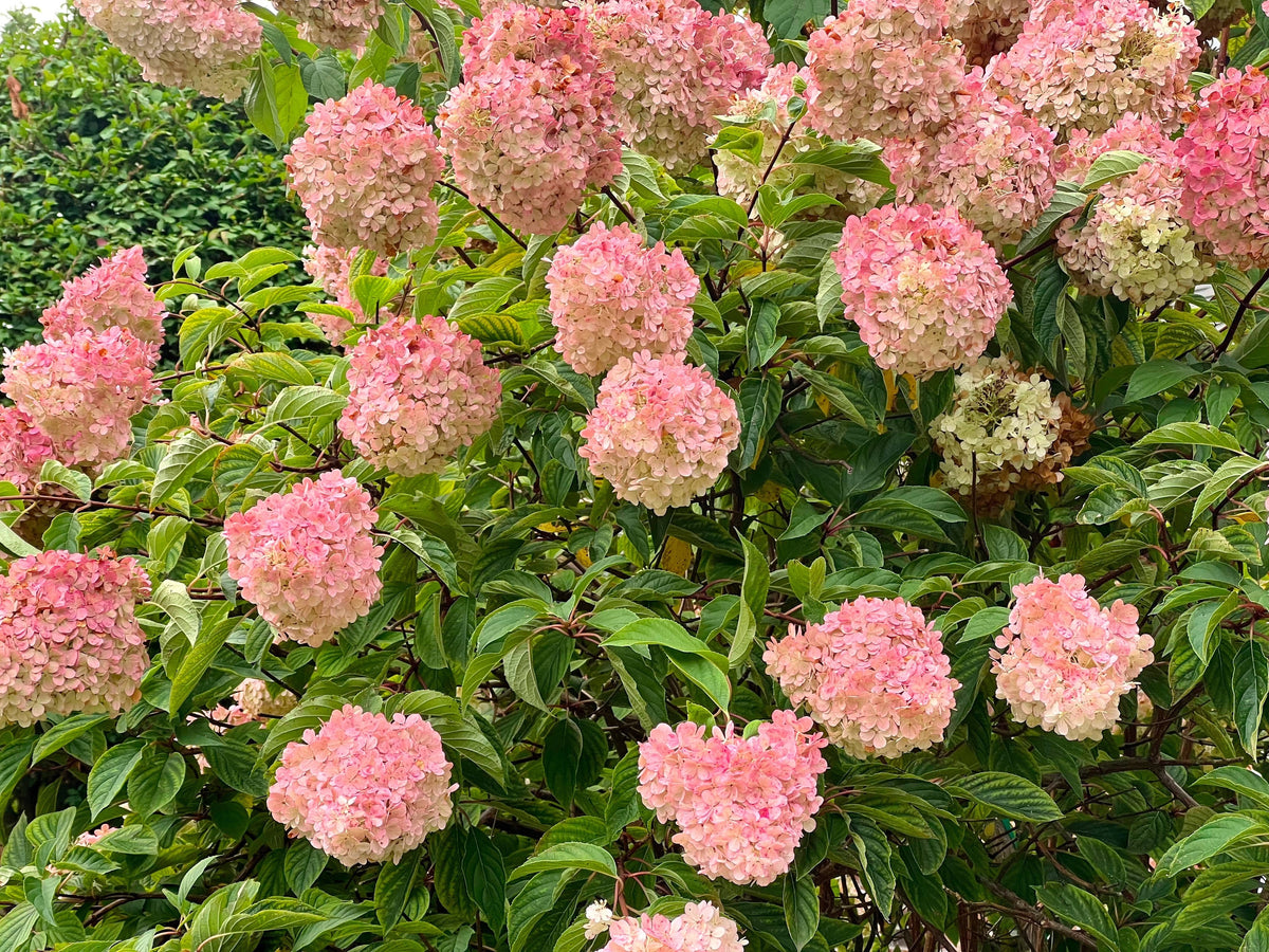 50 semillas de hortensia PEE GEE Paniculata Peegee, arbusto de flores blancas y rosadas en panícula