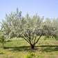 10 AMERICAN SILVERBERRY Elaeagnus Commutata aka Wolf Willow Wolfberry Wild Olive Berry Fruit Shrub Seeds