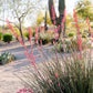 25 RED YUCCA Hesperaloe Parviflora aka Hummingbird, Coral, & Texas Yucca Flower Seeds
