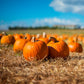 50 SPOOKIE PUMPKIN aka Deep Sugar Pie Pumpkin Cucurbita Pepo Vegetable Seeds