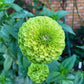 250 GREEN ENVY ZINNIA Elegans Heirloom Chartreuse Double Flower Seeds