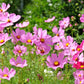 200 TALL PINK COSMOS Bipinnatus Flower Seeds