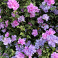 10 Purple Double ROSE Of SHARON Hibiscus Syriacus Flower Tree Shrub Seeds