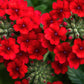 50 SCARLET VERBENA Red Nana Compacta Fragrant Flower Seeds