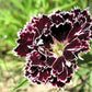 30 Black & White CHIANTI DIANTHUS Chinensis China Pink Flower Seeds