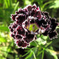 30 Black & White CHIANTI DIANTHUS Chinensis China Pink Flower Seeds