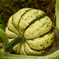 15 HEART Of GOLD Acorn SQUASH Winter Cucurbita Pepo Vegetable Seeds