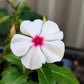 100 BRIGHT EYES PERIWINKLE Vinca Rosea Dwarf White & Pink Flower Seeds