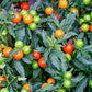 25 JERUSALEM CHERRY Madeira Winter Solanum Pseudocapsicum Flower Seeds